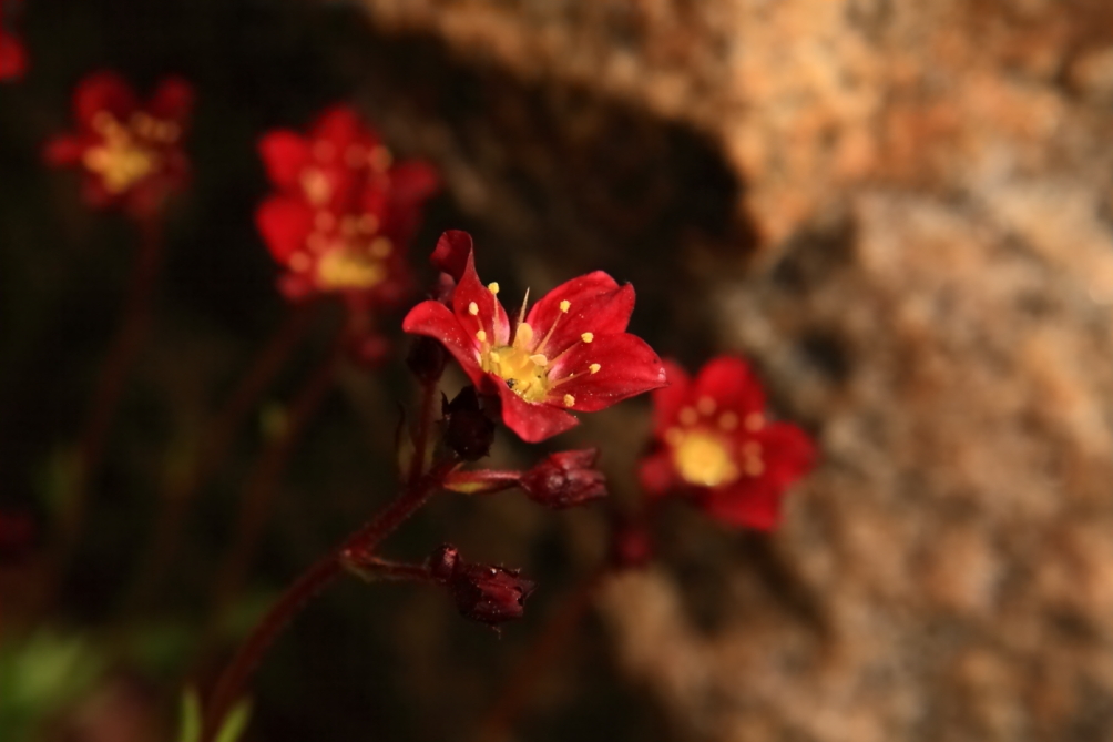 2011 05 01 IMG 30316